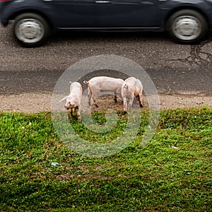 Three pigs on a road