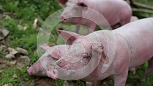 Three pigs standing quietly in the grass sniffing things