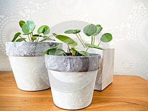 Three pilea peperomioides or pancake plant Urticaceae on a wo