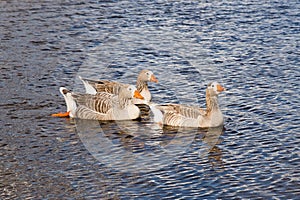 Three Pilgrim Australian Settler Geese photo