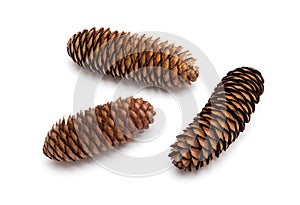 Three pine cones