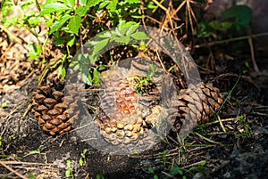 Three pine cones on the ground