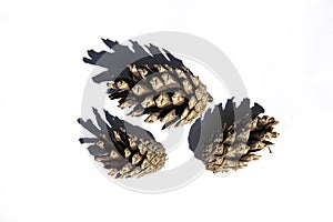 Three pine cones on white background