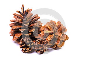 Pine cones on a white background in close-up view
