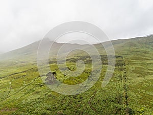 Three pine tree close to each other in a green field in a light fog. Aerial drone view, Cloudy grey sky, Connemara region, Ireland