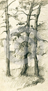 Three pine trees in the forest pencil sketch illustration