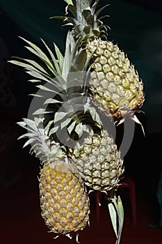 Three Pineapple fruits hanging display
