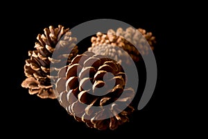 Three Pinecones on Black