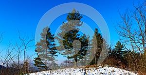 Three pines with other trees on the hill. In front of the pines snow melting in the winter sun. Clear blue sky