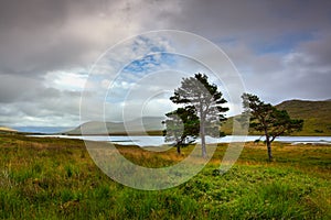Three pines on the shore of Little Loch Broom, Scotland