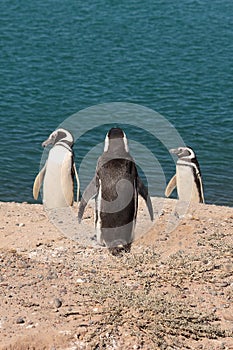 Three pinguins