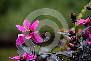 Three pink anemone flowers macro close up. Garden of thimbleweed or windflower