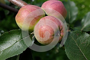 Three pink apples ripen on the branch of an Apple tree with green leaves