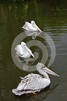 Three Pink Backed Pelicans Swimming on a Lake