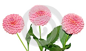 Three pink Dahlia Flower