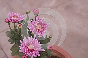 Three pink Dahlia flowers with buds and leaves in a plant.