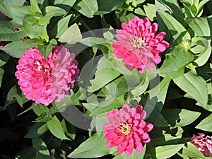 Three pink dahlias in botanical garden,   Helsinki, Finland