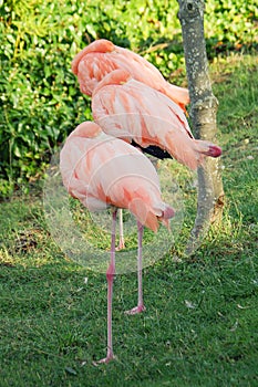 Three pink Flamingo. Birds natural park pinck