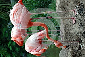 Three pink flamingos