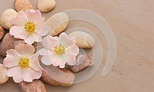 Three pink flower wild rose on pebbles on a gray background