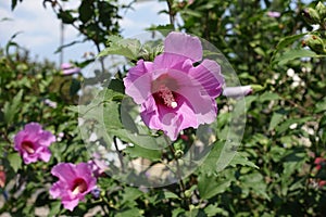 Three pink flowers in the leafage of Hibiscus syriacus in August photo