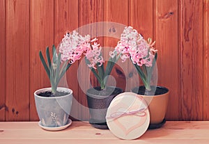 Three pink hyacinth flowers and gift box on wooden table