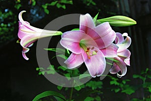 Three pink lilies on a dark background in the summer