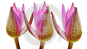 Three pink lotus bud flower isolated on white backgrounds,water lily.