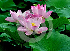 Three pink lotus flowers