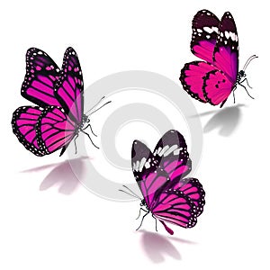 Three pink monarch butterfly