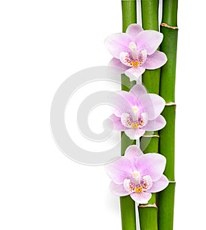 Three pink orchids and branches of bamboo lying on white. Isolated background. Viewed from above