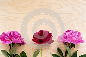 Three pink peonies on wooden background.Holiday consept,Top view,Place for text