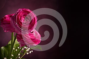 Three pink persian buttercup on dark background