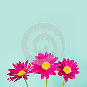 Three pink pyrethrum flowers on blue background. Space for text