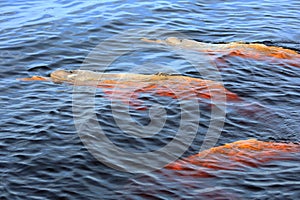 Three pink river dolphins in Rio Negro, Brazil