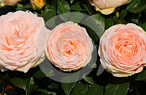 three pink rose flowers blossomed in spring and green leaves aro