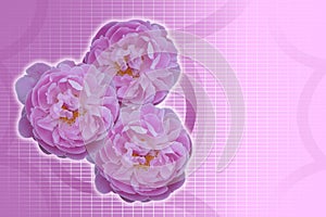 three pink rose flowers bouquet on white line, and pink background, nature, card, valentine, love, banner, template, copy space