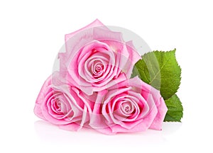 Three pink rose flowers