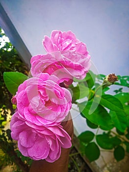 Three Pink Rose Loking Beautiful On Trees & Fresh Petal.