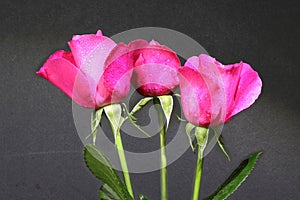 Three pink rosebuds