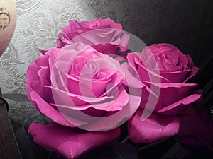 Three pink roses close-up