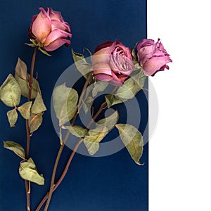 Three pink roses flowers on dark blue and white background isolated close up, layout for greeting card, festive border, holidays b