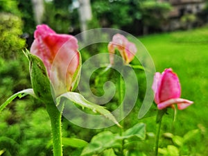 Three pink roses standing in a garden