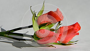 Three pink roses on a white background.