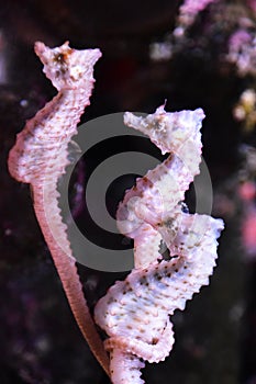 Three pink seahorses in aquarium