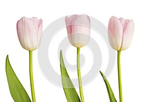 Three pink Tulips