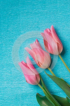 Three pink tulips on blue background