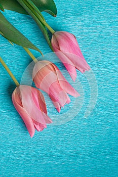 Three pink tulips on blue background