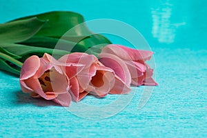 Three pink tulips on blue background