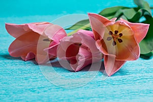 Three pink tulips on blue background